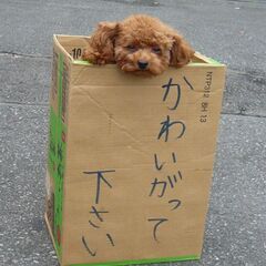 犬好きワンワン飲み会☆犬と遊びたい☆愛犬を遊ばせたい☆彡レッツパ...