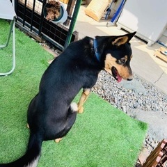 イケメンなユクです - 犬