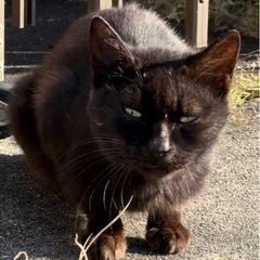 里親様急募🆘メスの黒猫ちゃん しっぽは短め！の画像