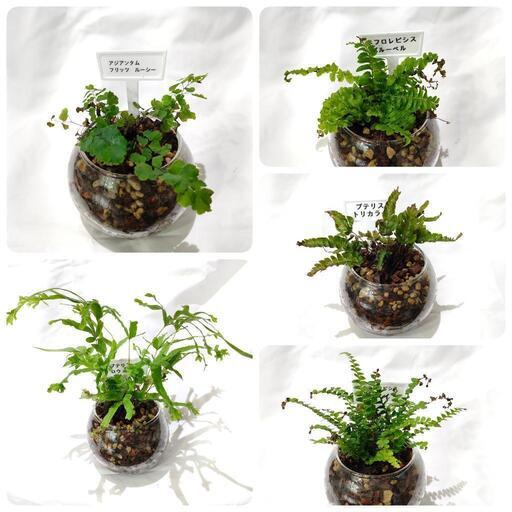 【観葉植物】ネコチップ仕立てシダ5個セット