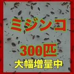 オオミジンコ　タイリクミジンコ　タマミジンコ　メダカの活き餌　大盛り