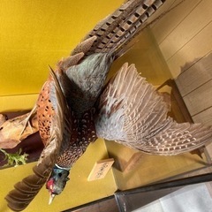 キジ　剥製 ガラスケース付 昭和レトロ 置物 アンティーク コレクション