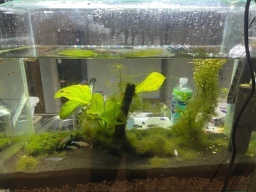 水槽全てセット　熱帯魚付き