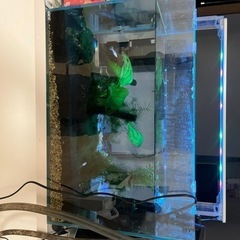 水槽全てセット　熱帯魚付き