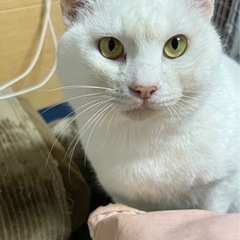 可愛い白猫ちゃんの里親募集 - 高崎市