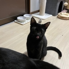 白い差し毛がある黒猫 − 福岡県