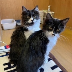 多頭飼育崩壊レスキュー　白黒兄妹　甘えん坊です