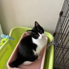 [決定]生後5ヶ月、ちょっとシャイな黒白♂タヌくん🛩️ - 猫