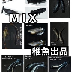 【GMめだか】高級MIXメダカ 稚魚 1匹〜　新潟