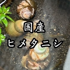 【GMめだか】国産 ヒメタニシ 10匹〜　新潟