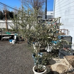 オリーブの木　4本　植え替え用植木鉢とスチールの鉢カバー付き オリーブの木 4本 植え替え用植木鉢とスチールの鉢カバー付き