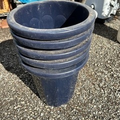 オリーブの木 4本 植え替え用植木鉢とスチールの鉢カバー付き