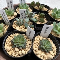 ⭐️ミニ多肉植物1ポット200円⭐️