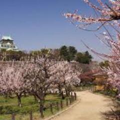 2月24日天王寺〜大阪城梅林ウオーキング