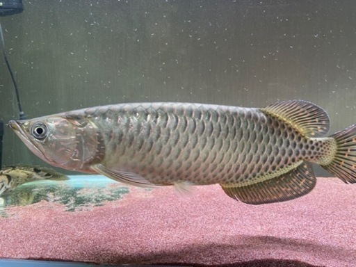 ノーザンバラムンディ　約35cm