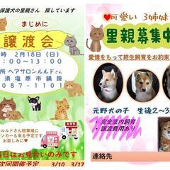 2月18日鍋掛で犬猫里親会を開催します。の画像