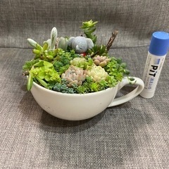 お地蔵さんのコーヒーカップ寄せ植え