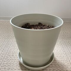 植木鉢(大小)+観葉植物の土セット