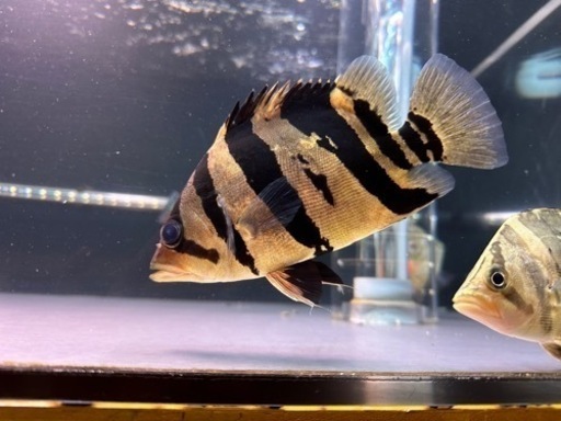 ダトニオ　プラスワンリアルバンド