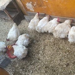 採卵鶏の引き取り手募集