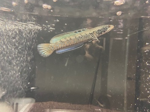 60cm水槽
