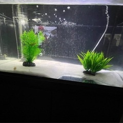 60cm水槽オーバーフロー式