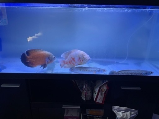 120cm水槽