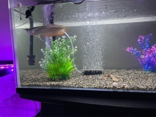 90cm水槽