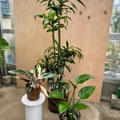 観葉植物 大中小3点セット <仮止中>