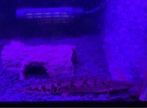 60規格水槽 熱帯魚生体（ポリプテルスデルヘッジ、アフリカンナイフ  