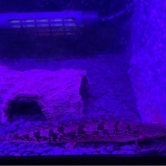 60規格水槽 熱帯魚生体（ポリプテルスデルヘッジ、アフリカンナイフ