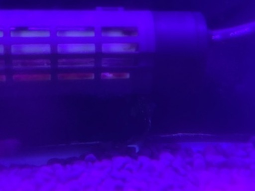 60規格水槽 熱帯魚生体（ポリプテルスデルヘッジ、アフリカンナイフ