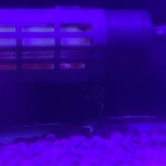 60規格水槽  熱帯魚生体（ポリプテルスデルヘッジ、アフリカンナイフフィッシュ、ブルーフィンプレコ）まとめ売り  手渡し限定