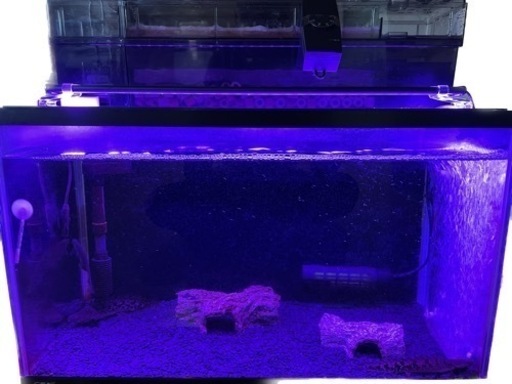 60規格水槽  熱帯魚生体（ポリプテルスデルヘッジ、アフリカンナイフフィッシュ、ブルーフィンプレコ）まとめ売り  手渡し限定