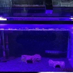 60規格水槽 熱帯魚生体（ポリプテルスデルヘッジ、アフリカンナイフ