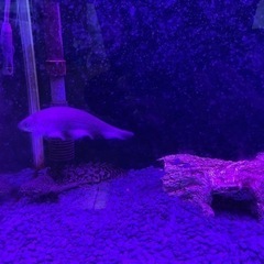 60規格水槽  熱帯魚生体（ポリプテルスデルヘッジ、アフリカンナイフフィッシュ、ブルーフィンプレコ）まとめ売り  手渡し限定