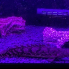 60規格水槽  熱帯魚生体（ポリプテルスデルヘッジ、アフリカンナイフフィッシュ、ブルーフィンプレコ）まとめ売り  手渡し限定