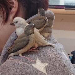 ベビー文鳥 − 福岡県