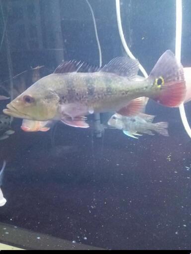 ❗まとめ買い値引き､早い者勝ち､熱帯魚キクラモノクロス