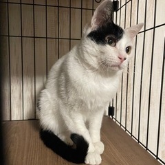 女の子みたいなお顔の半分ハチワレ超美猫✨白黒ボーイ♡(決まりました) - 大阪市