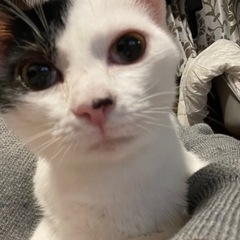 女の子みたいなお顔の半分ハチワレ超美猫✨白黒ボーイ♡(決まりました) − 大阪府