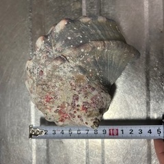 夜光貝の貝殻