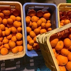 柑橘⑩