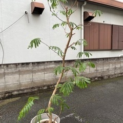 エバーフレッシュ　180-190cm しん様お取引用