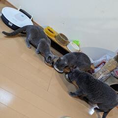 猫の爪切りしてほしいです！（定期的）