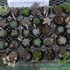 ［H］多肉植物35苗セット　激安お勧めです