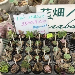  I 多肉植物35苗セット激安！オススメ‼︎