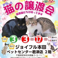 保護猫の譲渡会