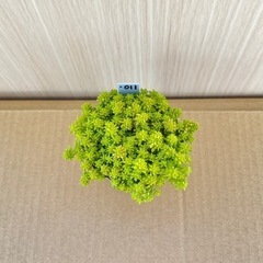 【多肉植物】ゴールデンカーペット