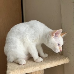 [決定]生後4ヶ月、ご機嫌な白茶♂タキ🛩️ - 猫
